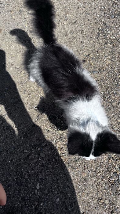 Кошечка в добрые руки