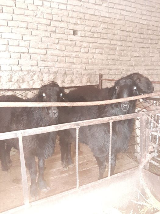 Бокани, Эхсонга яхши кучкорлар бор