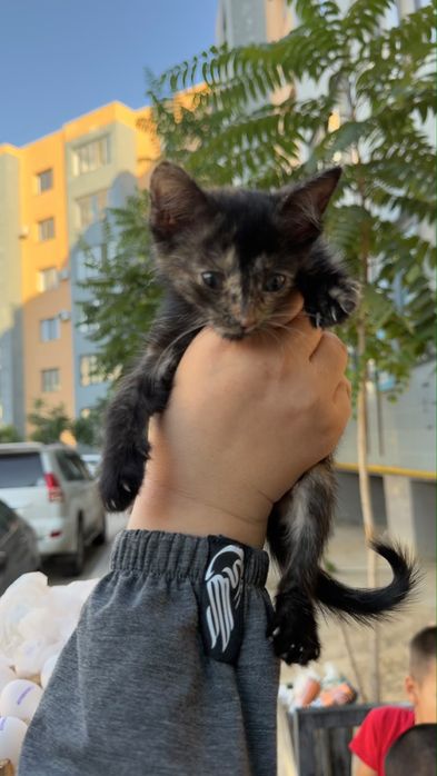 Котенок  девочка отдам беслатно