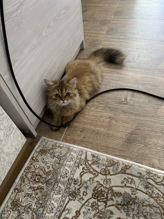 Продам свою кошку