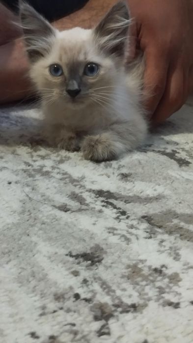 Ищем девочку голубоглазый кошку