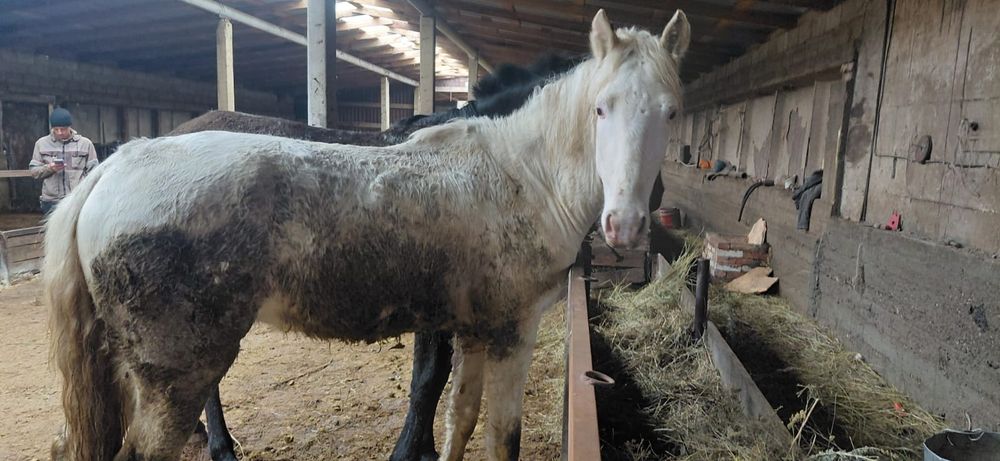 Жеребец 3 года объезжен чисто белый