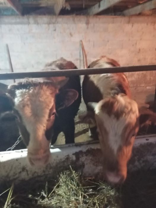 Продам бычков находится в Кайназаре