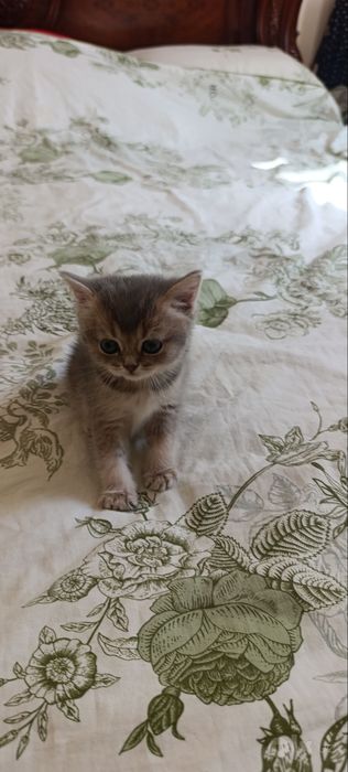 Продается катята Скоттиш Страйт