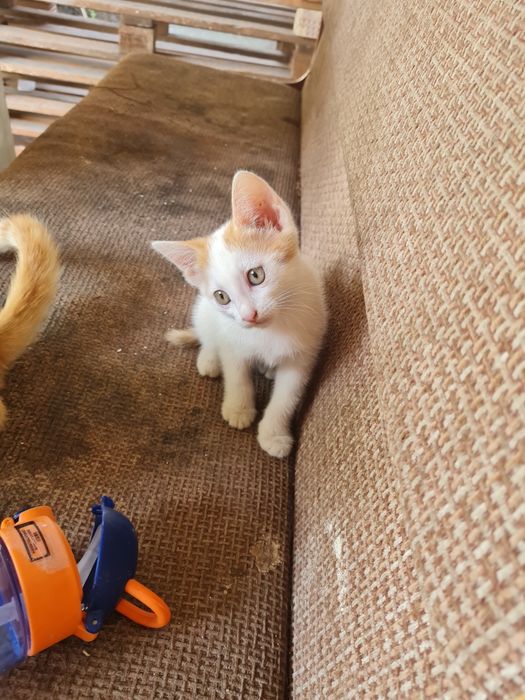 Отдам котят подарок