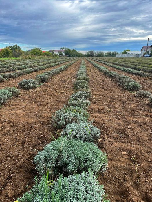 Vând floare uscata de lavanda,Ulei de lavanda
