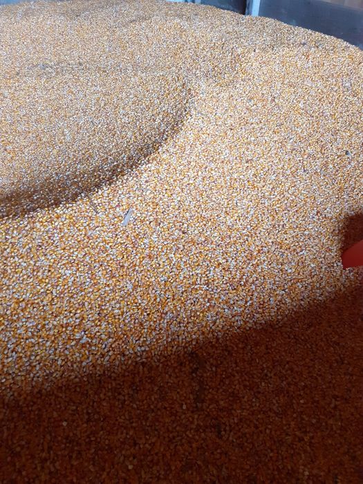 Vand porumb fundulea si triticale