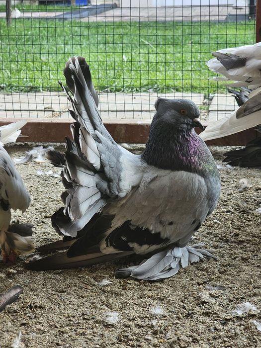 Porumbei voltat Indian