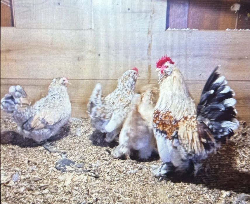 Кокошки, петли, декоративни, яйца холандска гащата руском шабо бантам амерокана