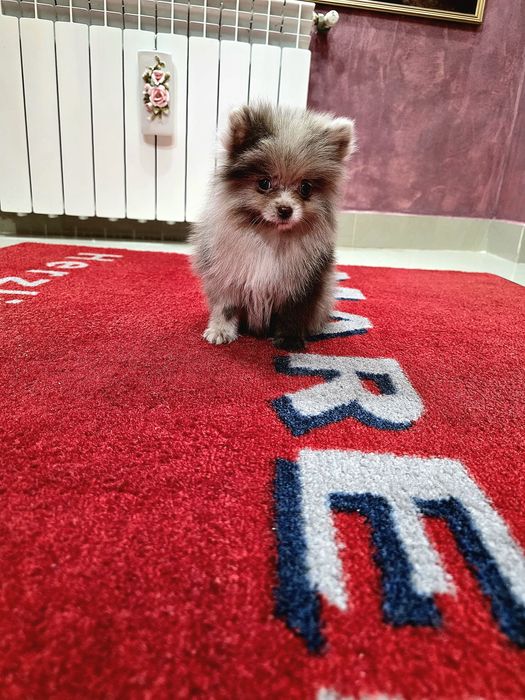 Fetita pomeranian merle