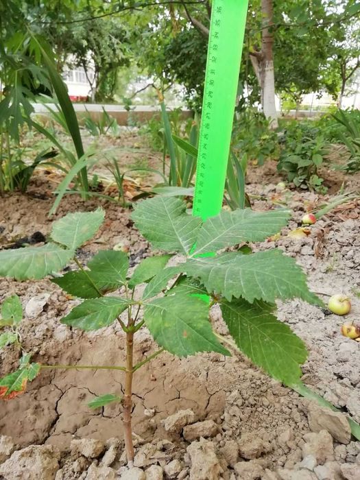 Инжир темный,саженцы вишни(плоды крупные), гранат, кампис, дуб, каштан