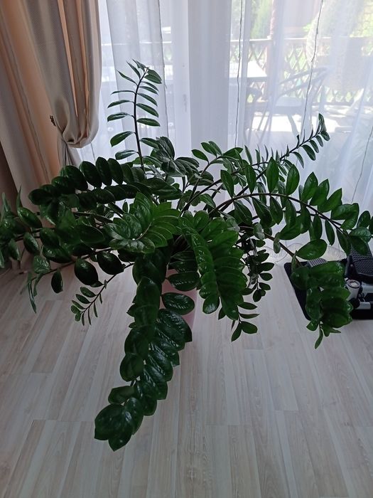 Продам замиакулькас