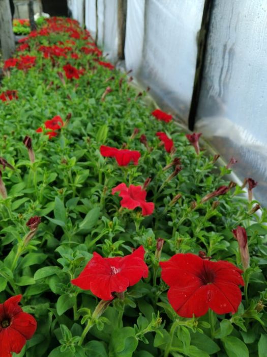 Продажа цветов петуния