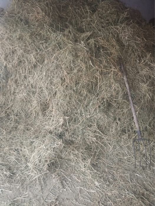 Жоңышқа сатылады