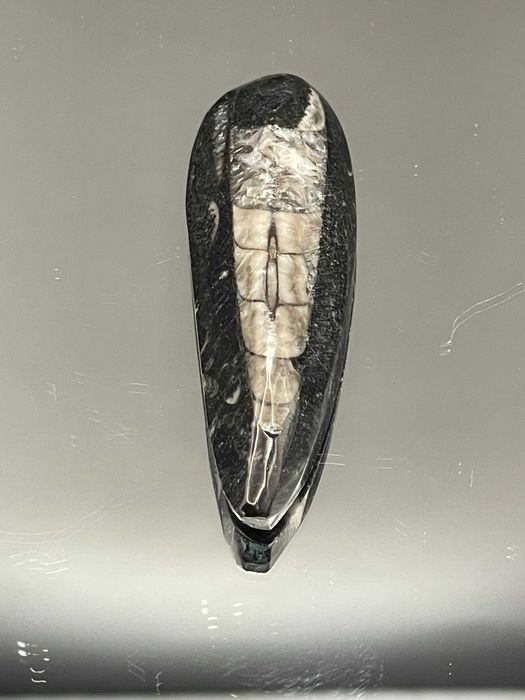 Черният Обелиск: Полиран Ортоцерас в 3D рамка – Фосил