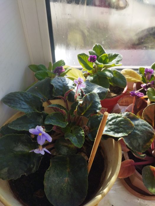 Комнатные цветы фиалки