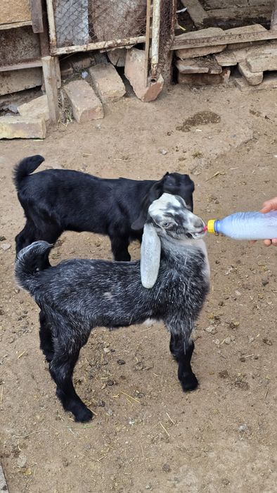 Нуб еркек лақтар сатылады