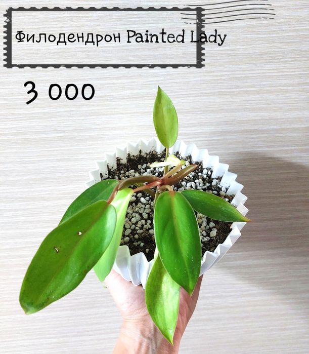 Комнатные растения