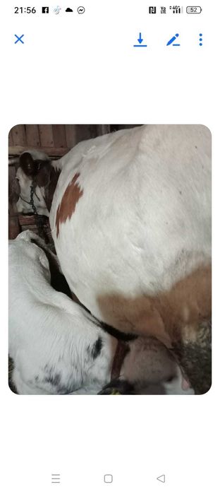 Vaci de vânzare doua vaci cu viței