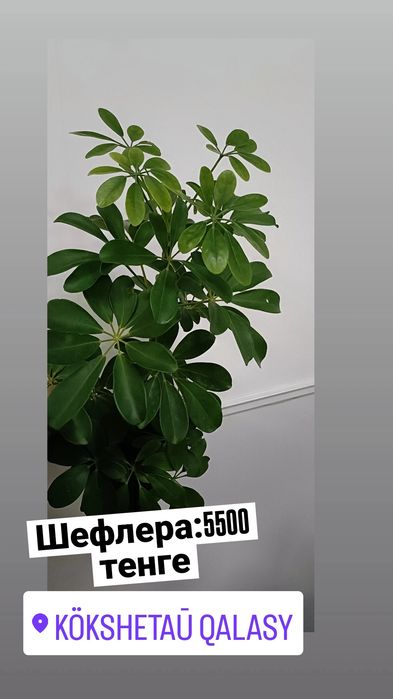 Шефлера:5500 тенге