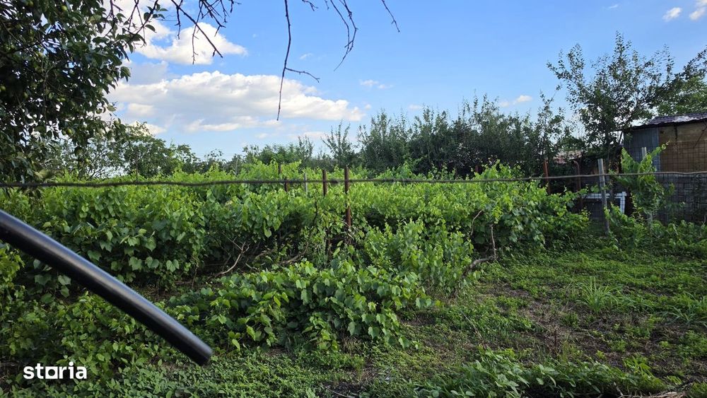 Casă cu potențial, 4 camere, lângă pădure-Jud Giurgiu-Mihai Bravu.
