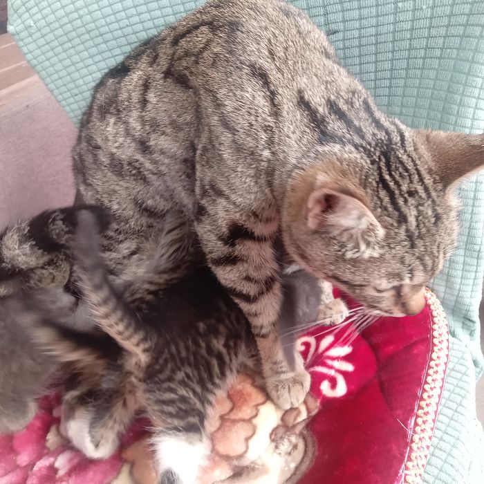 Котята бесплатно