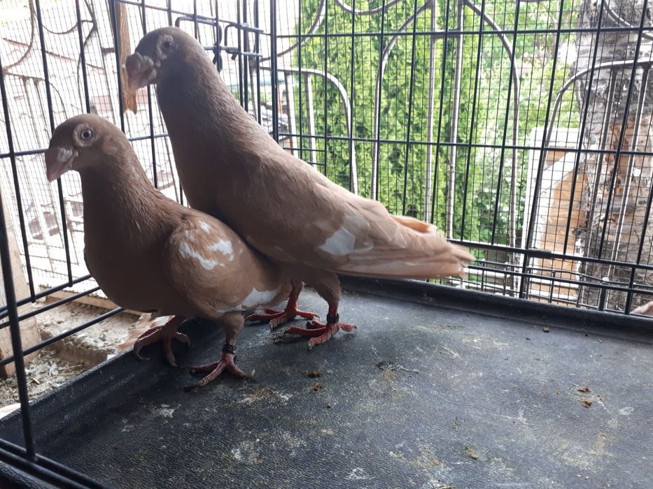 De vânzare porumbei voiajori stil vechi