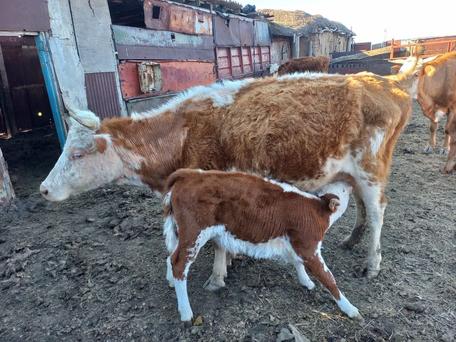 Сыйыр сатылад бұзау мен