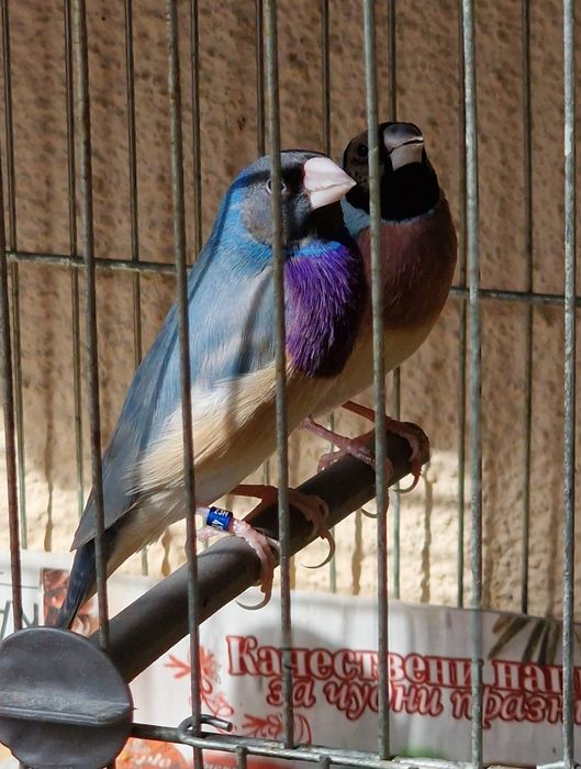 Гулдови Амадинки