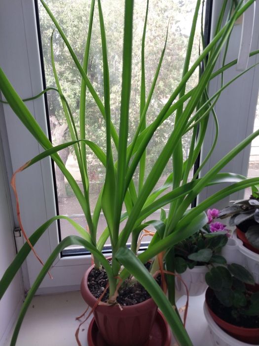 Продам цветы комнатные.