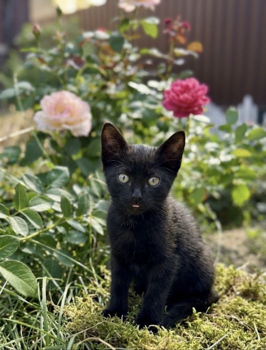 Отдам котенка 4 месяца, мальчик