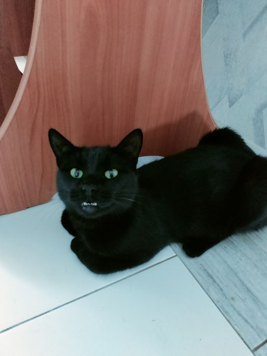Супер красивого кота отдам.