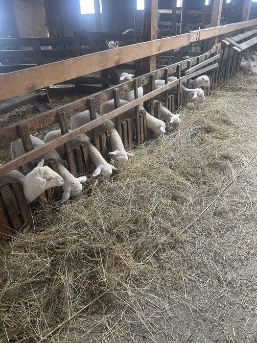 Vand mielute si berbecuti lacaune