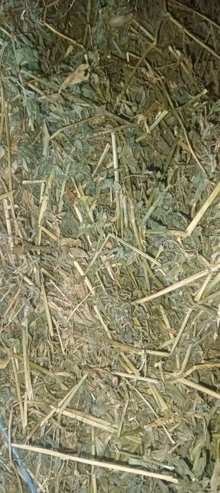 Vând lucerna și floara soarelui