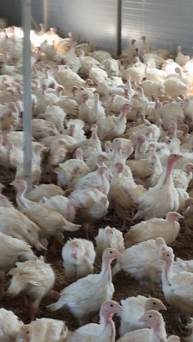 Curcani cu greutatea de 1,4 kg