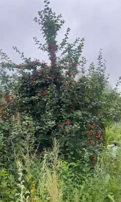 Продам дачу «Буревестник»