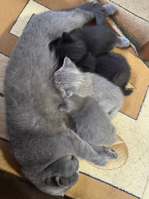 Продаются котята скотишь фолд, шиншила