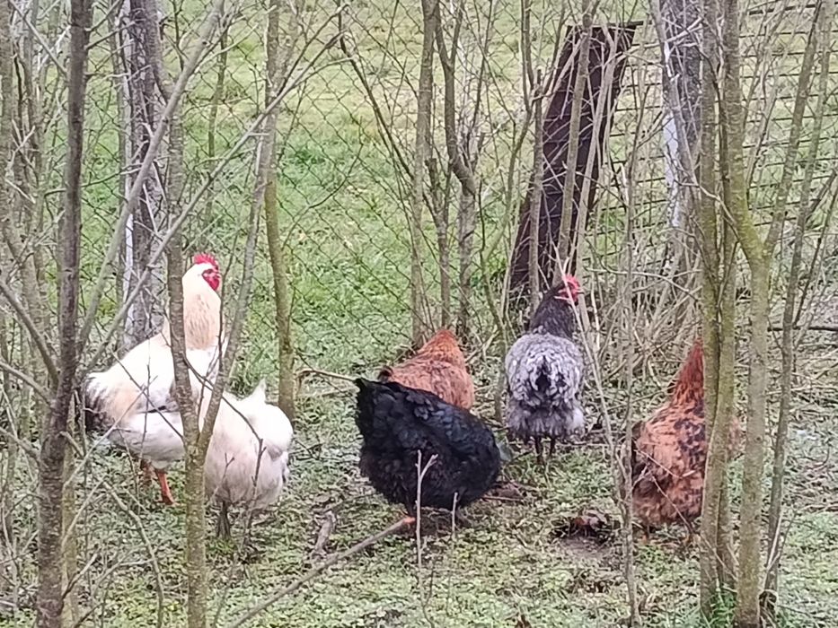 Продавам 5 кокошки и един петел на 9 месеца област хасково