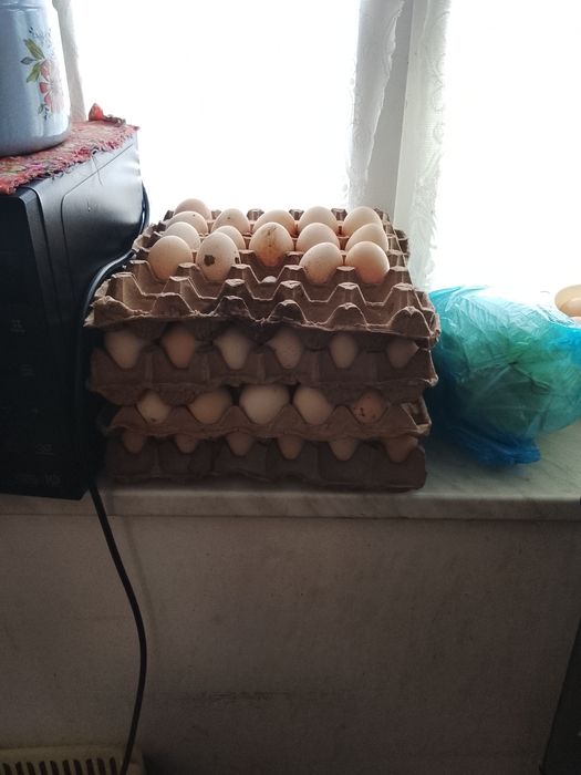 Oq tovuqlar sotilad hamasi tuxumda bu yili tuxumga kirgan tovuqlar