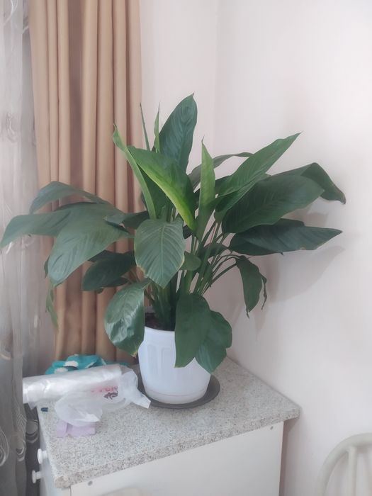 Цветы Женское счастье большой