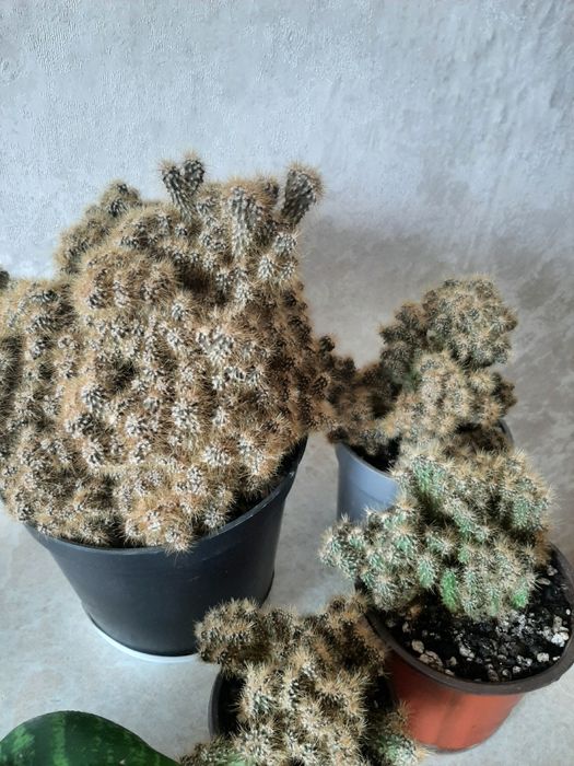 Комнатные цветочки