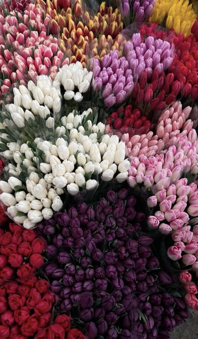 Тюльпаны Астана