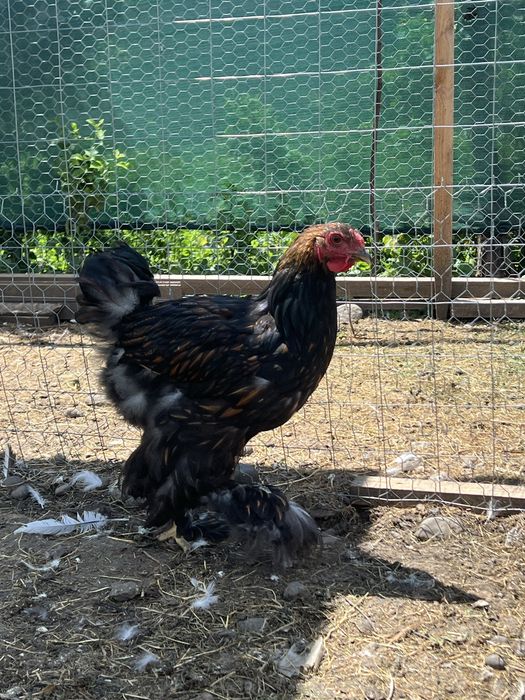cocosi brahma gold