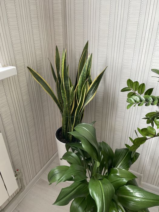 Комнатные цветы срочно