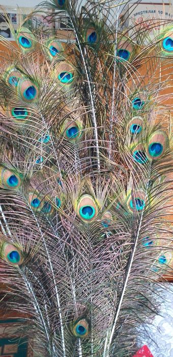 Продам перья Павлина