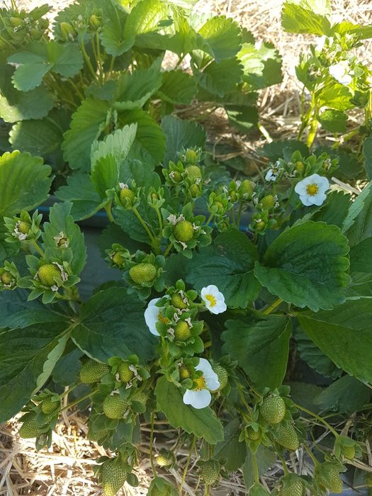 Stoloni capsuni remontanti Albion,unifere,zmeura