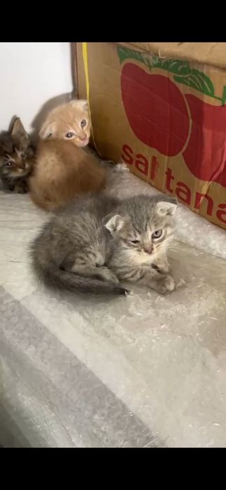 Котята вислоухий