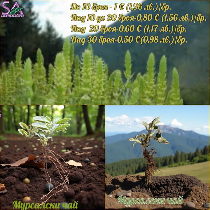 Българска Маслодайна Роза…