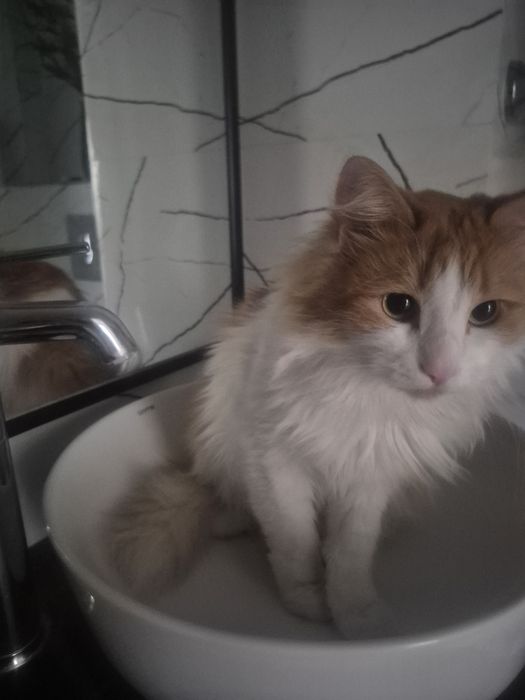 Отдам в добрые руки кота
