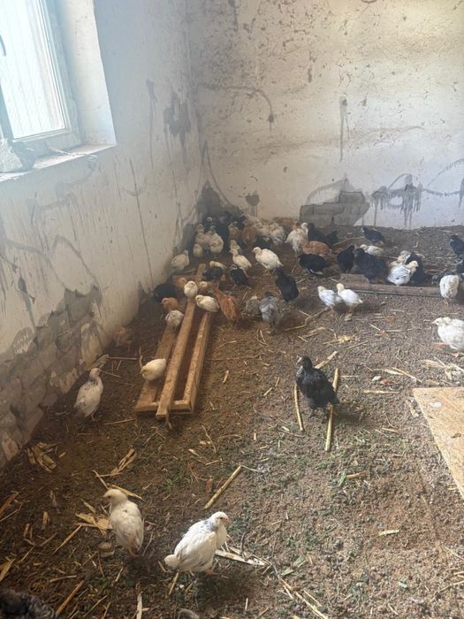 Продается цыплята